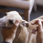 Pet Farm Family BambooStick vatové tyčinky L/XL