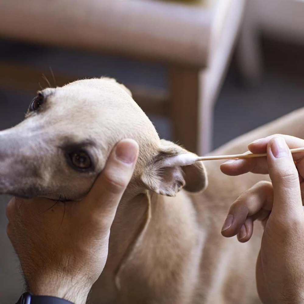 Pet Farm Family BambooStick vatové tyčinky L/XL