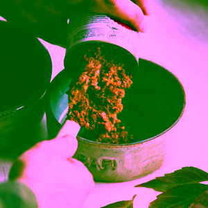 kravina-pro-psy (1)